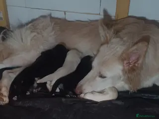 German Shepherd dogs Three girl German shepherd puppies - Advert 4
