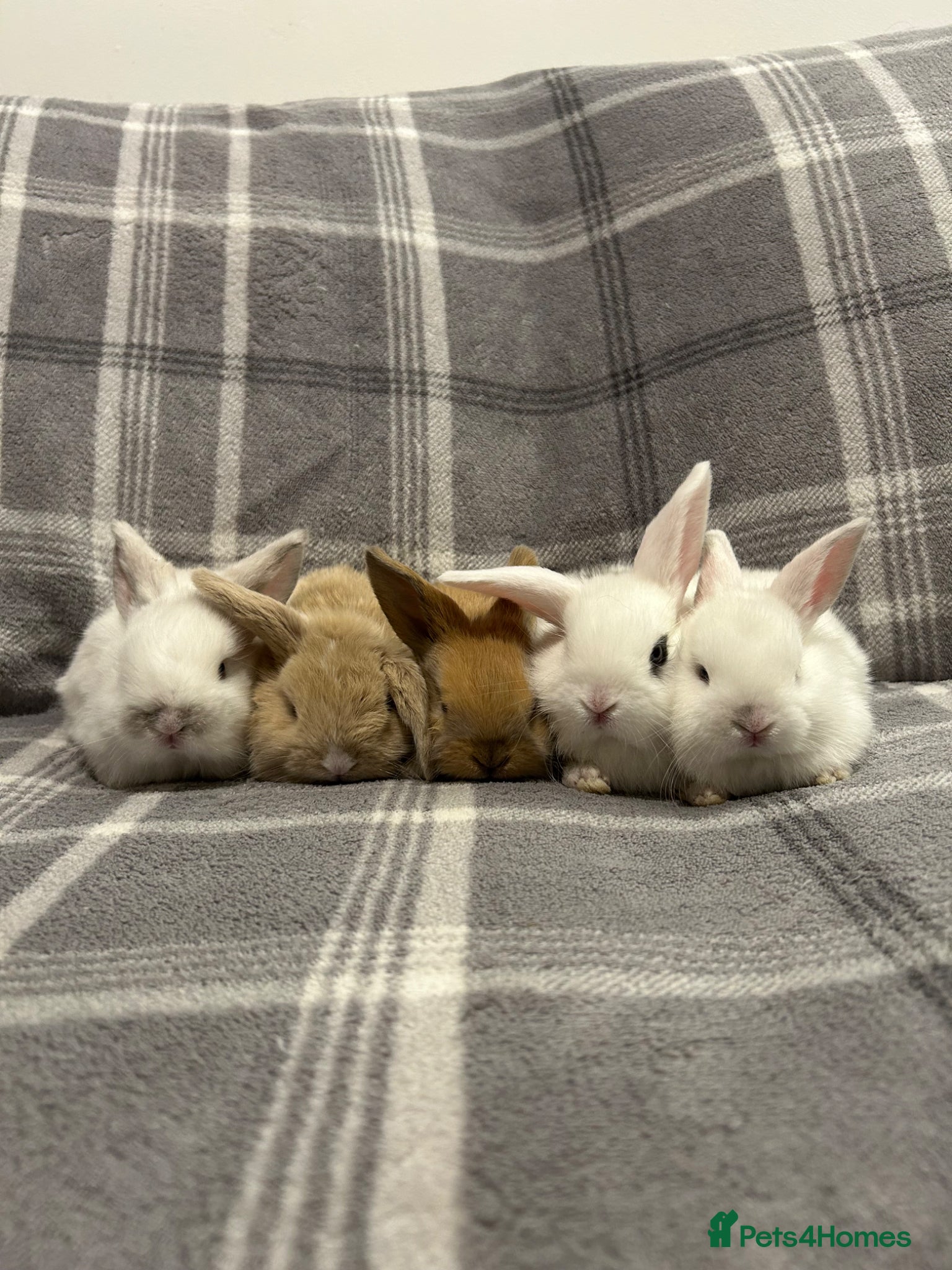 Mini Lop rabbits Mini Lop Baby Rabbits - Advert 1