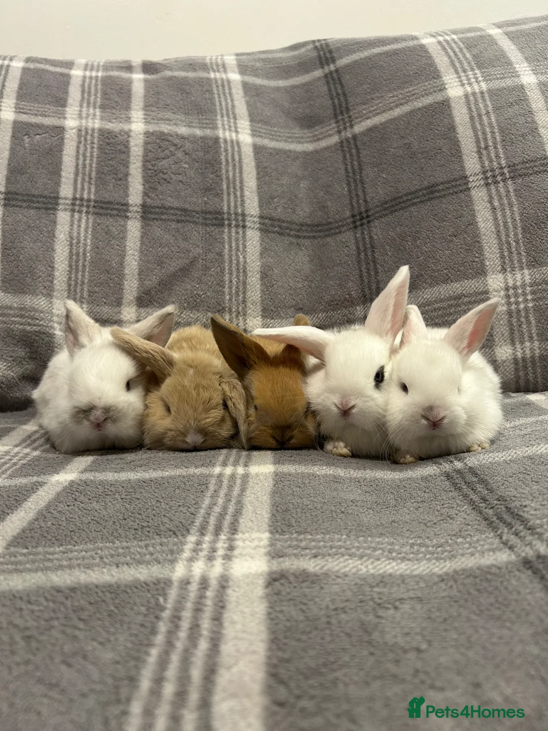 Mini Lop rabbits for sale: Mini Lop Baby Rabbits - Advert 1