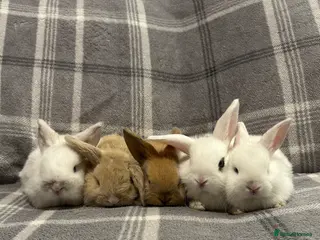 Mini Lop rabbits Mini Lop Baby Rabbits - Advert 9