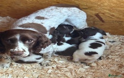 English Springer Spaniel dogs for sale: Traditional English Springer Spaniel Puppies - Image 11