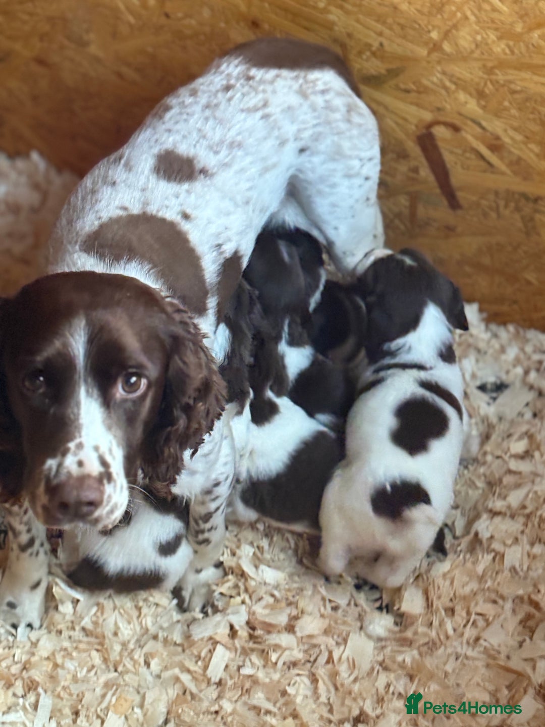 English Springer Spaniel dogs for sale: Traditional English Springer Spaniel Puppies - Image 11