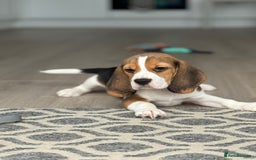Beagle dogs for sale: STUNNING KC 5GEN TRI COLOUR BEAGLE PUP - Image 8