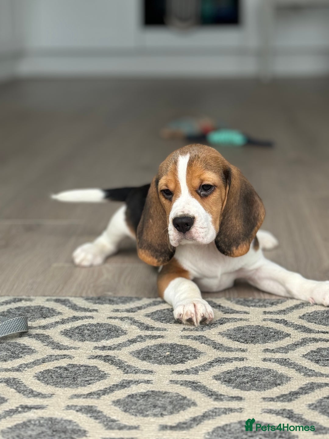 Beagle dogs for sale: STUNNING KC 5GEN TRI COLOUR BEAGLE PUP - Image 8