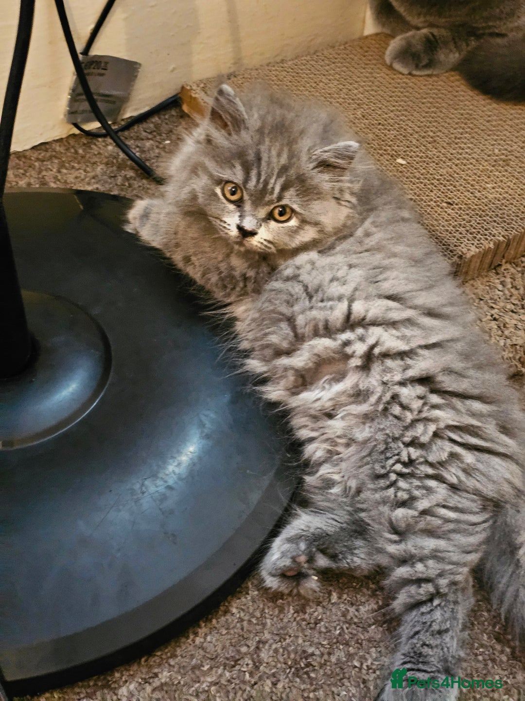 British Shorthair cats for sale: British shorthair and longhair  - Image 6