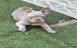 French Bulldog dogs for sale: French bulldogs LAST ONE !  - Image 1