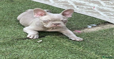 French Bulldog dogs - Advert 13