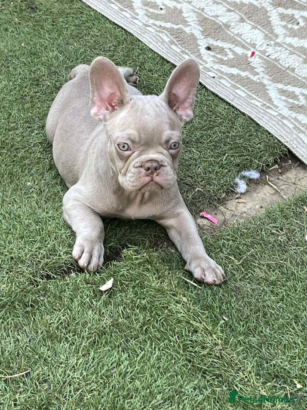 French Bulldog dogs for sale: French bulldogs LAST ONE !  - Image 1
