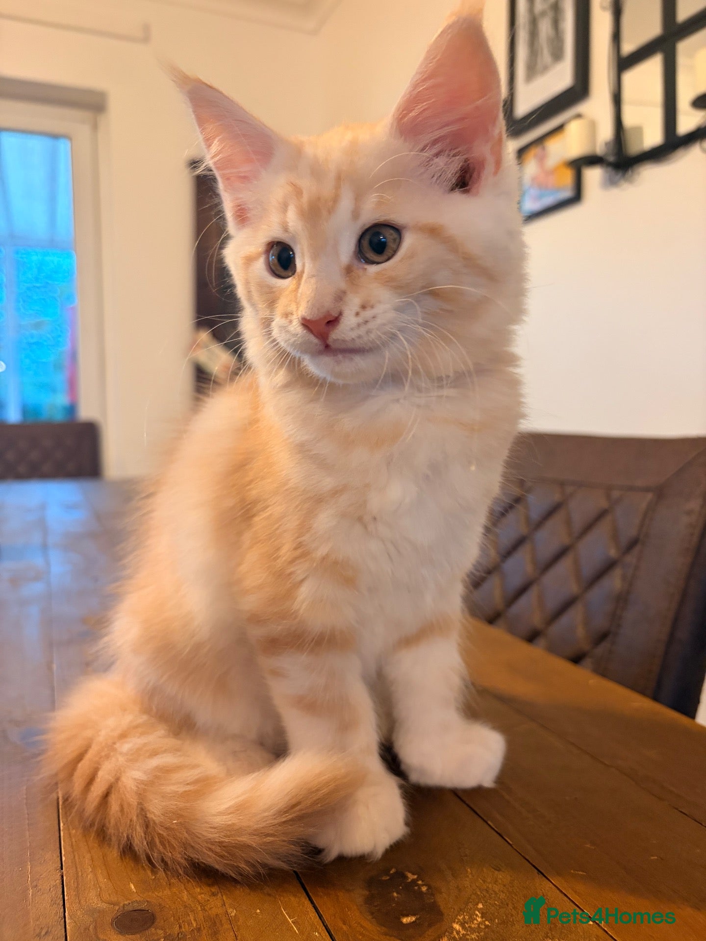 Maine Coon cats Maine coon kittens ready to reserve.. 2 left  - Advert 1