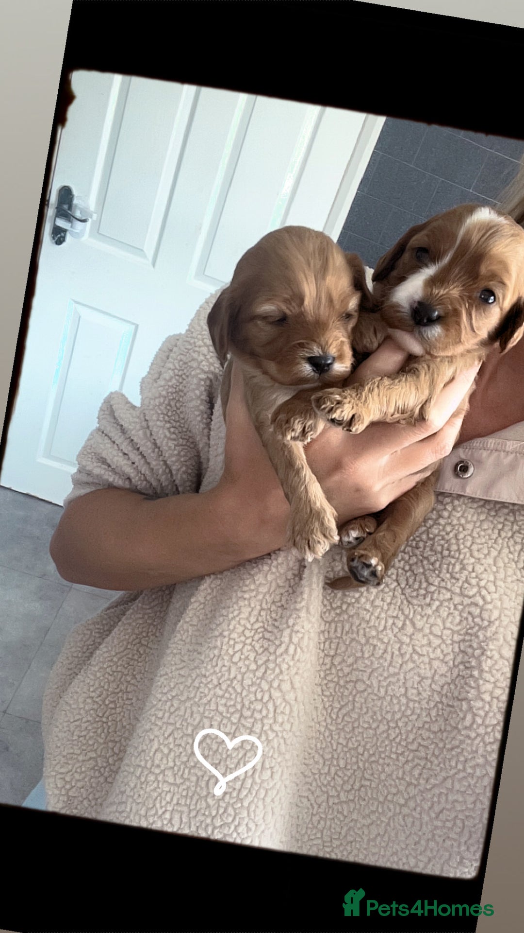 Cavapoo dogs for sale: F1 Cavapoos  - Image 3
