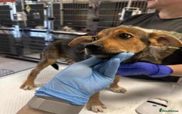 Mixed Breed dogs for adoption: Crumpet is looking for a home!  - Image 3