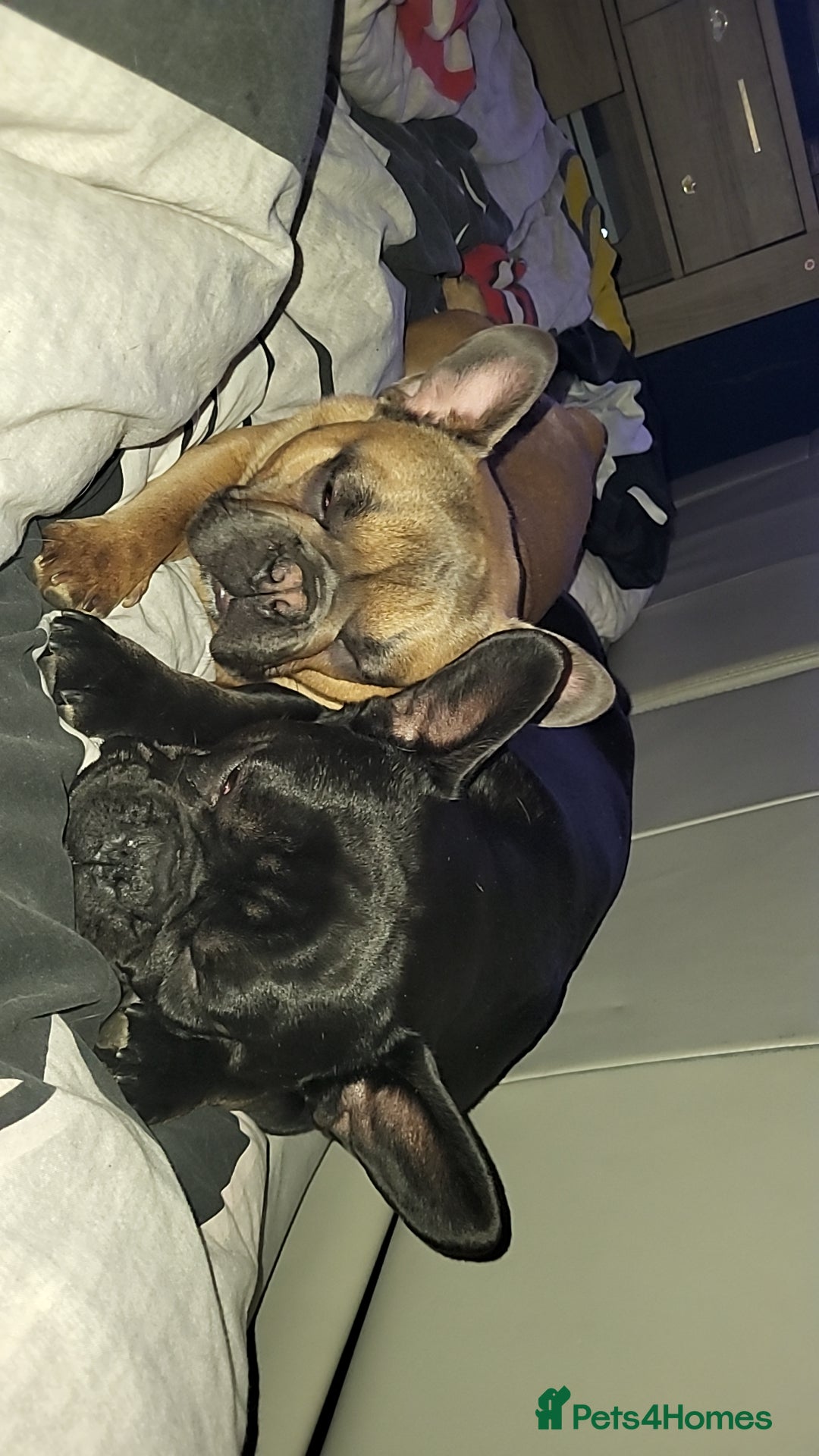 French Bulldog dogs for stud: Handsome boys for stud - Image 4
