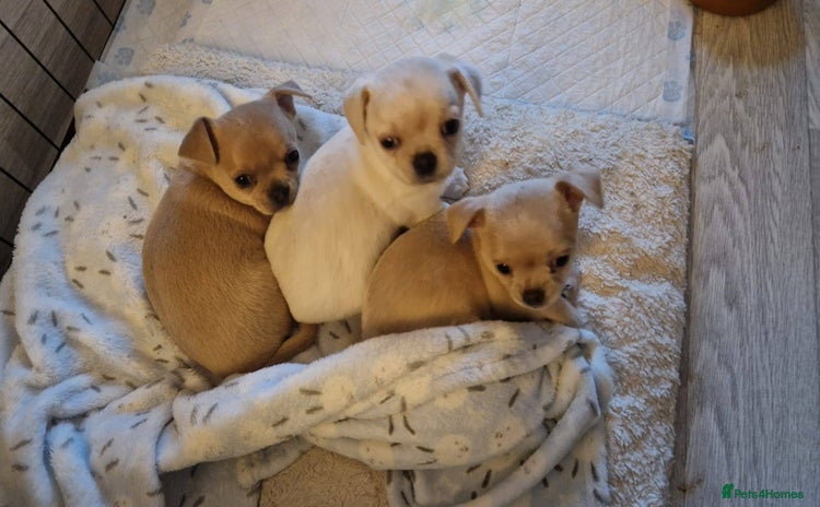 Chihuahua dogs - Advert 1