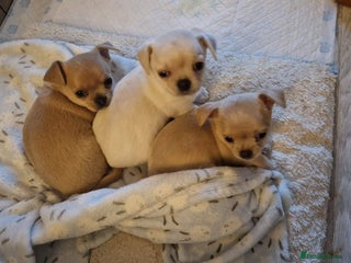 Chihuahua dogs - Advert 1