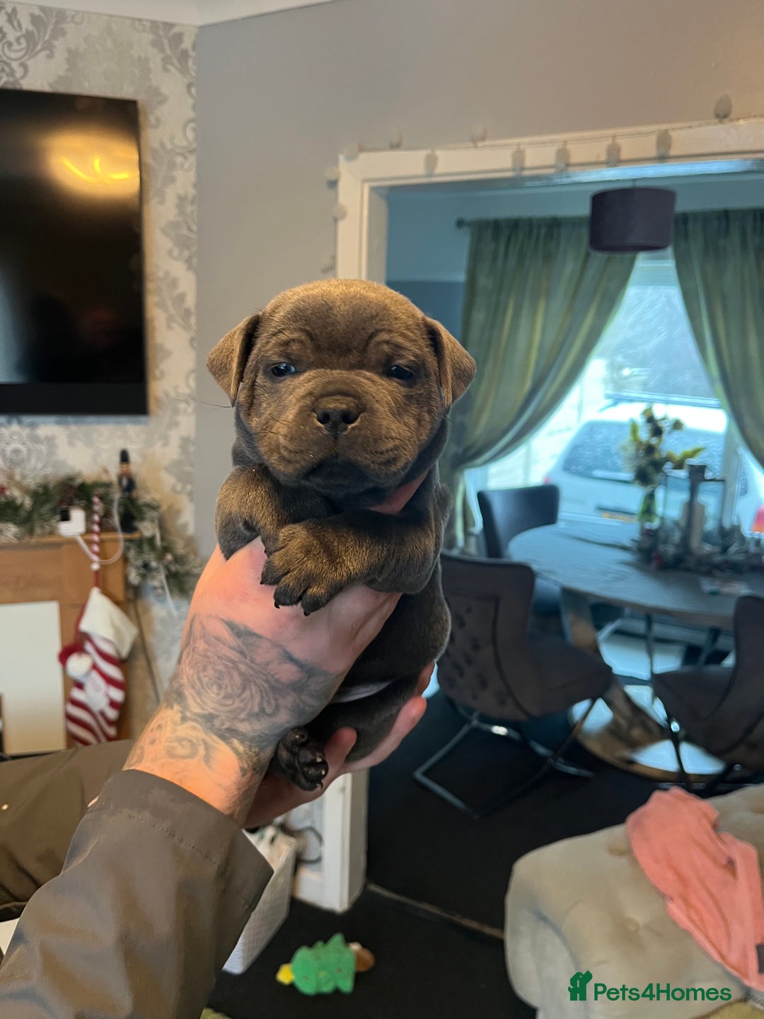 Staffordshire Bull Terrier dogs for sale: Blue Staffordshire bull terrier puppies  - Advert 5
