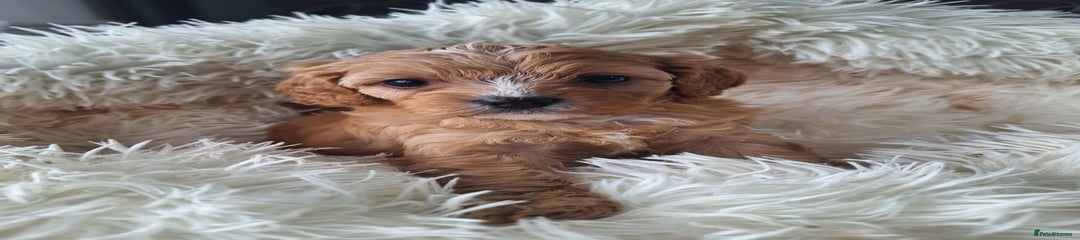 Cavapoo Puppy 4
