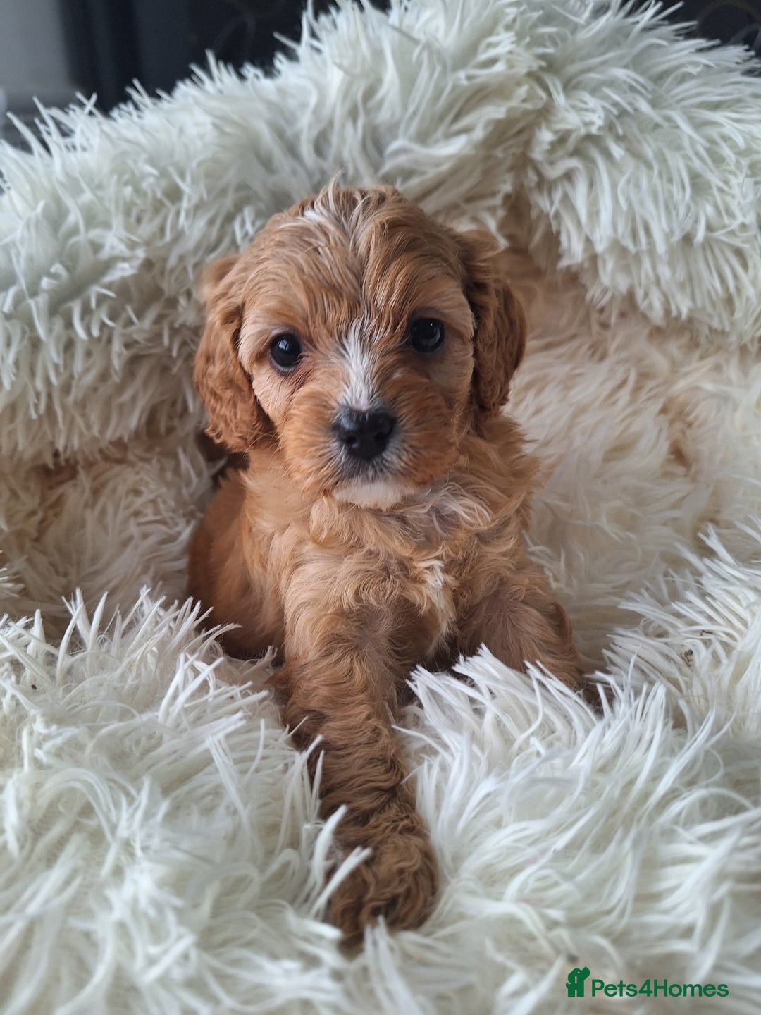 Cavapoo dogs for sale: CAVAPOO PUPPIES - Image 11