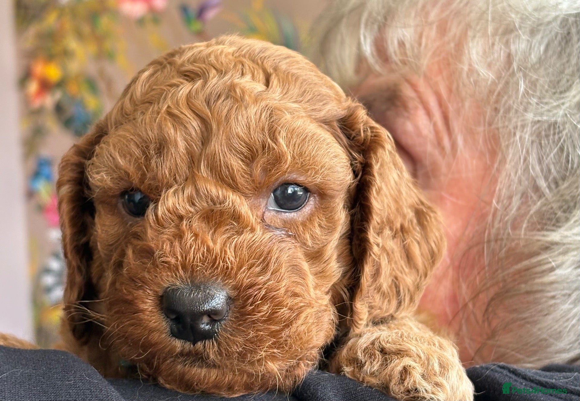 Cockapoo dogs Beautiful Cockapoo puppies - Advert 17