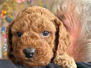 Cockapoo dogs Beautiful Cockapoo puppies - Advert 17