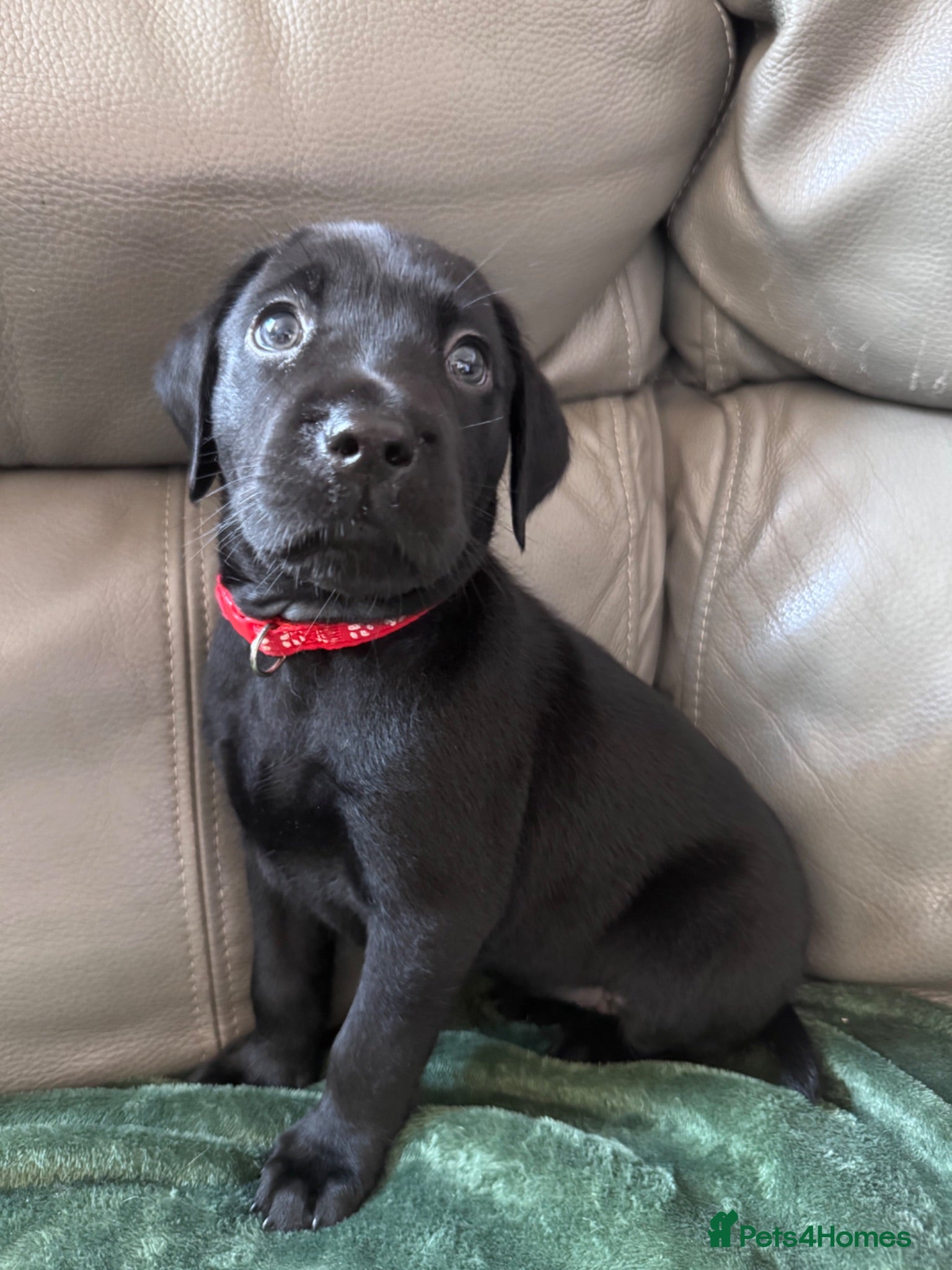 Labrador Retriever dogs 🐾🔥*READY NOW!!!*🔥🐾8 stunning lab pups  - Advert 1