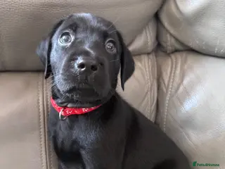 Labrador Retriever dogs 🐾🔥*READY NOW!!!*🔥🐾8 stunning lab pups - Advert 1