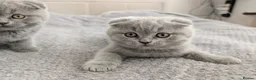 Scottish Fold cats for sale: Beautiful kittens looking for a home 🏡😻 - Advert 7