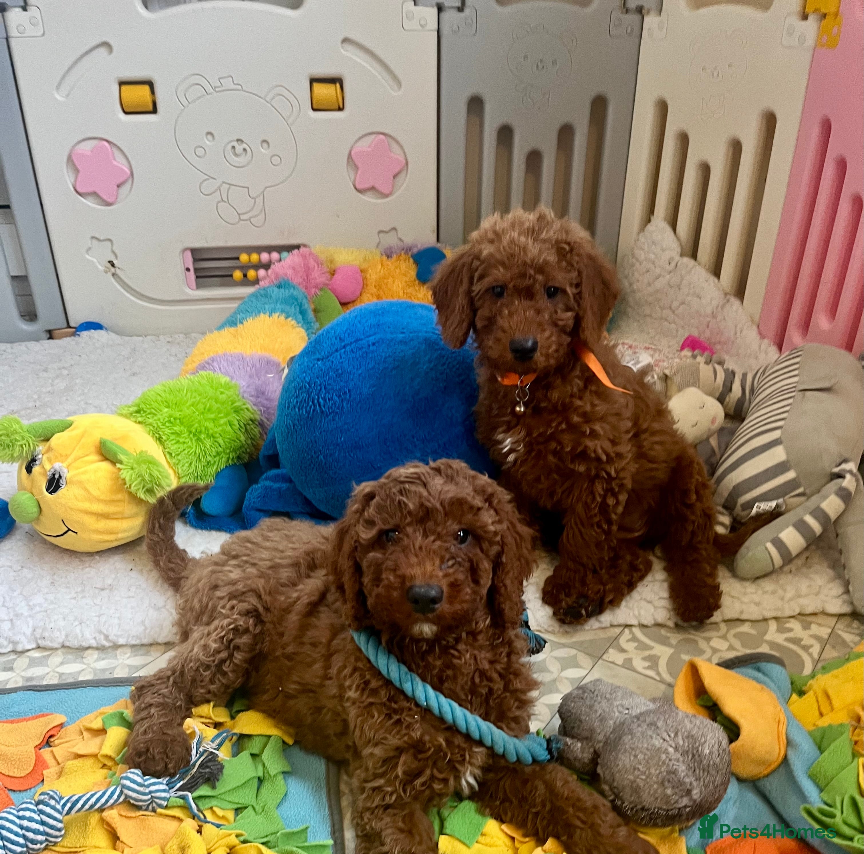 Goldendoodle dogs multigenerational Australian Golden doubledoodles - Advert 3