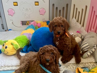 Goldendoodle dogs multigenerational Australian Golden doubledoodles - Advert 3