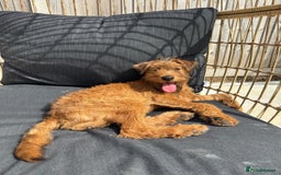 Irish Terrier dogs for sale: Beautiful Irish Terrier Pup for sale (9months old) - Image 5