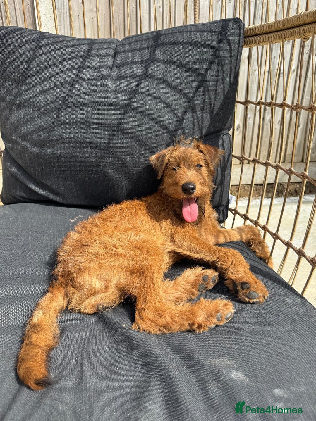 Irish Terrier dogs for sale: Beautiful Irish Terrier Pup for sale (9months old) - Image 5