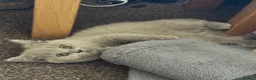 British Shorthair cats for sale: Ready Now British Shorthair kittens - Advert 8