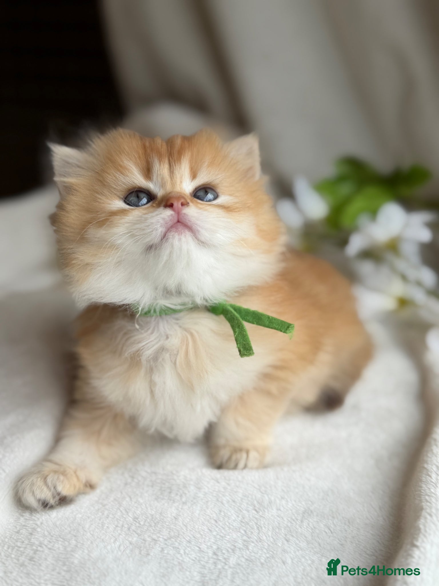 British Shorthair Kitten 4