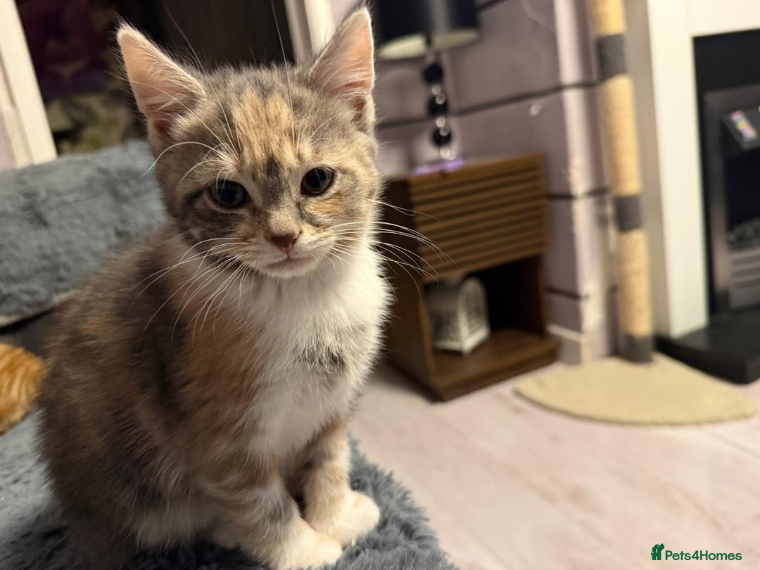 Mixed Breed cats for sale: 5 beautiful 11week old kittens for sale - Advert 7