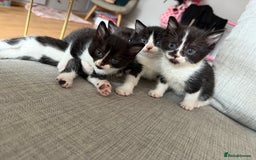 British Shorthair cats for sale: 5 gorgeous kittens - Image 14