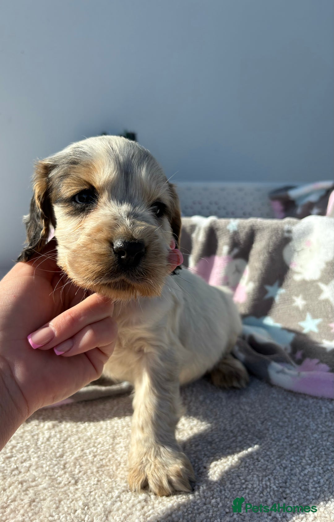 Cocker Spaniel dogs for sale: Show Cocker Spaniel puppies - Image 17