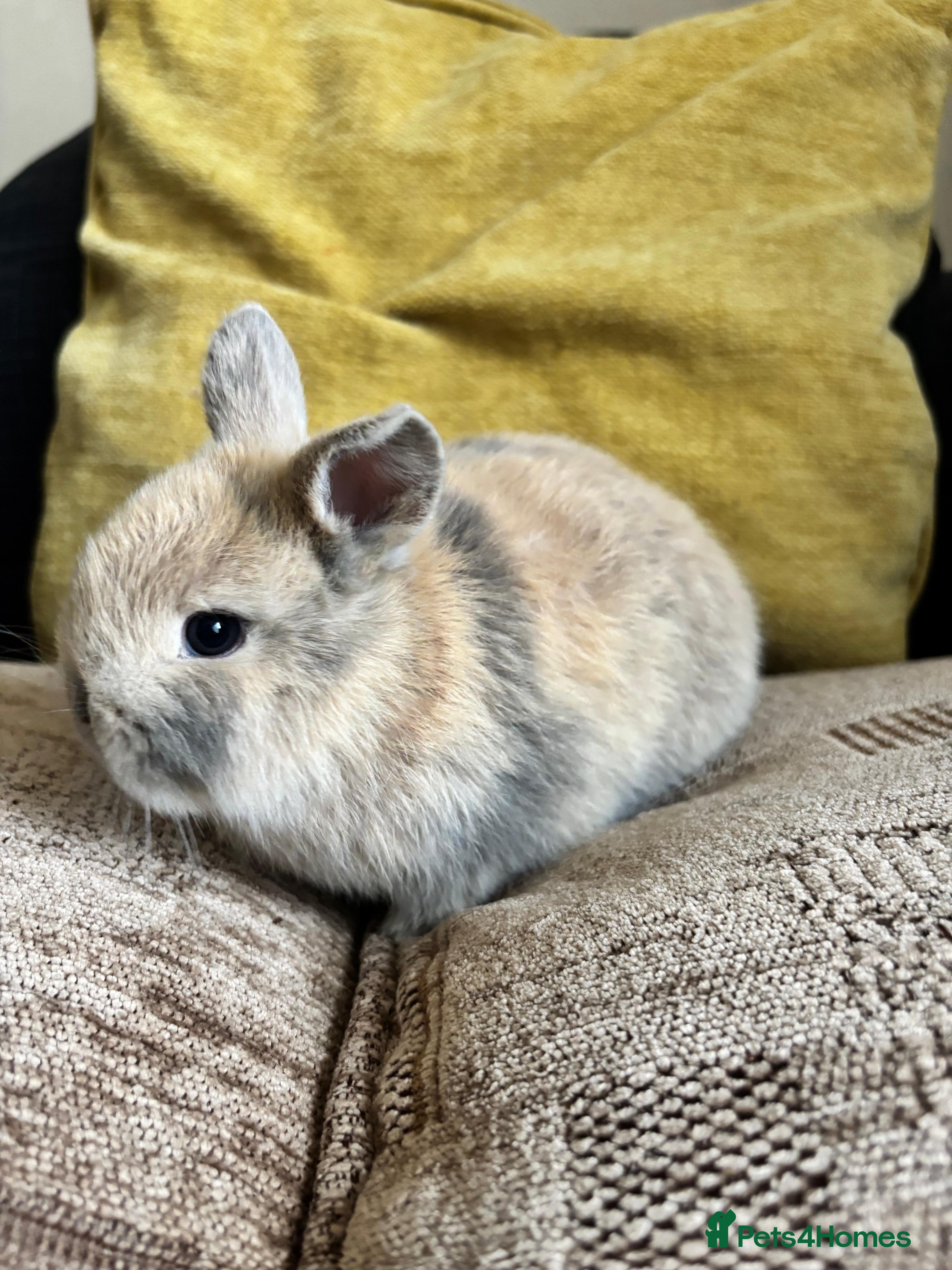 Mini Lop rabbits 2 female rabbits for sale - Advert 3