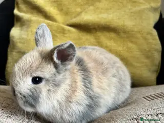 Mini Lop rabbits 2 female rabbits for sale - Advert 3