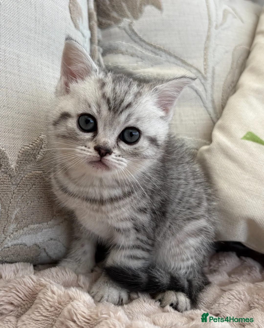Exotic cats for sale: Exotic x kittens 2 male and 1 female silver tabbie - Advert 1