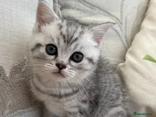 Exotic cats Exotic x kittens 2 male and 1 female silver tabbie - Advert 3