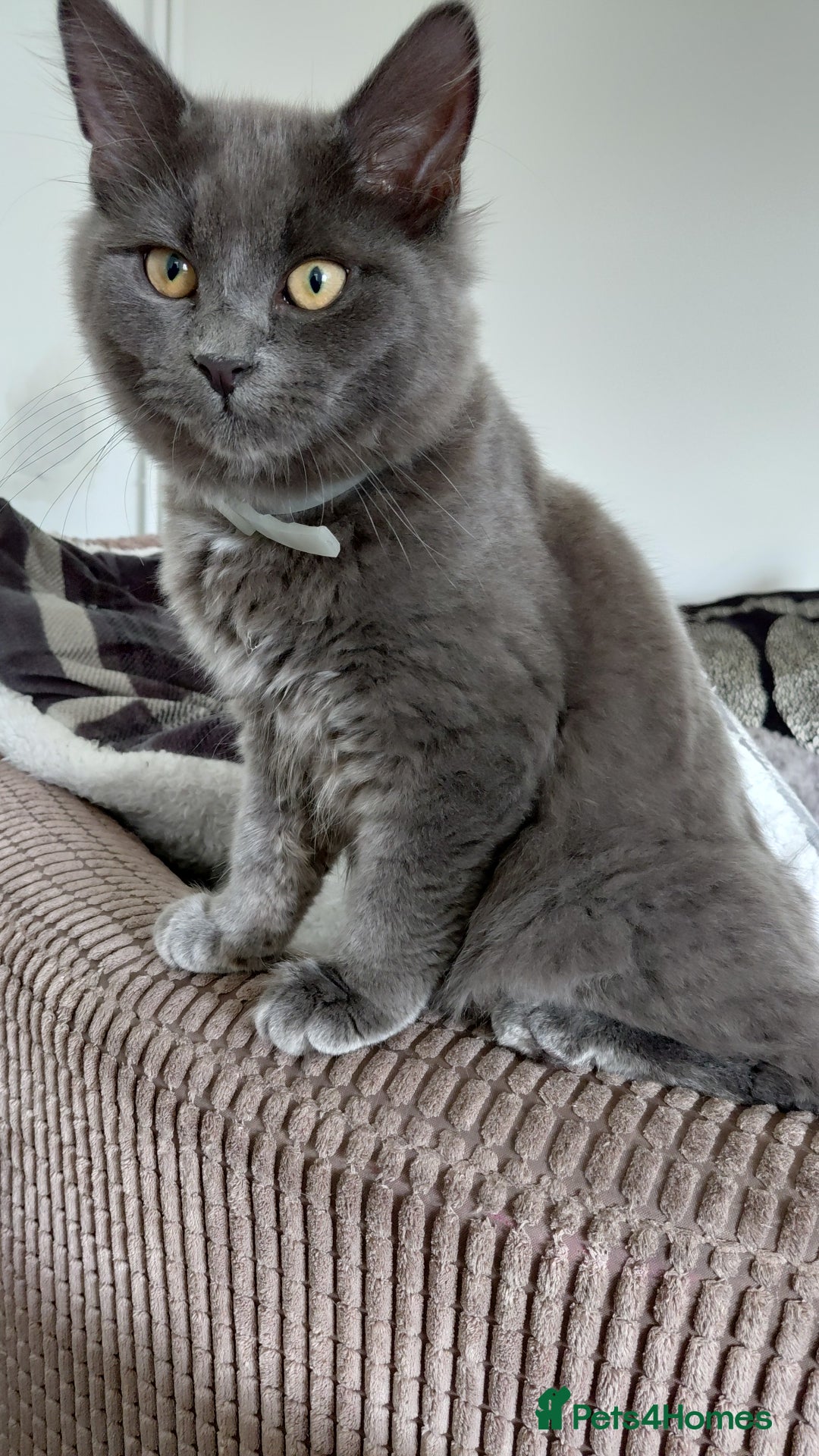 Mixed Breed cats for stud: Gorgeous silver grey boy - Advert 5