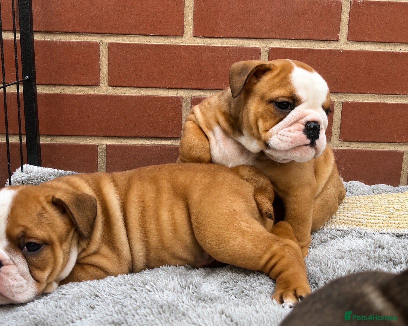 English Bulldog dogs Quality Bulldog Puppies  - Advert 21