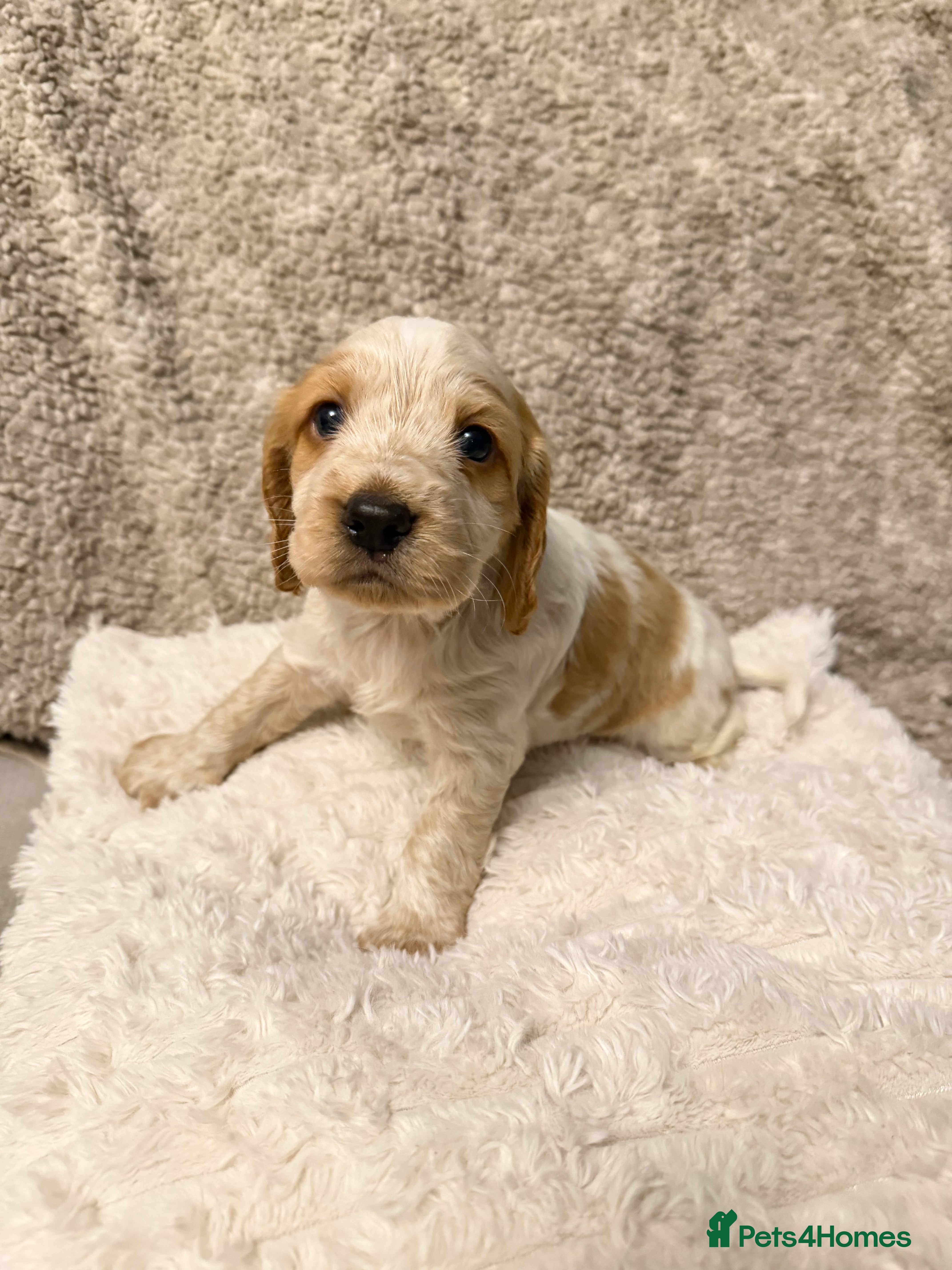 Cocker Spaniel dogs Cocker spaniel pups available to reserve  - Advert 1