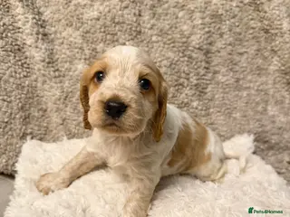 Cocker Spaniel dogs Cocker spaniel pups available to reserve - Advert 12