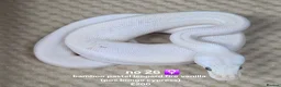 Python Snake reptiles for sale:  Various ball pythons  - Advert 13