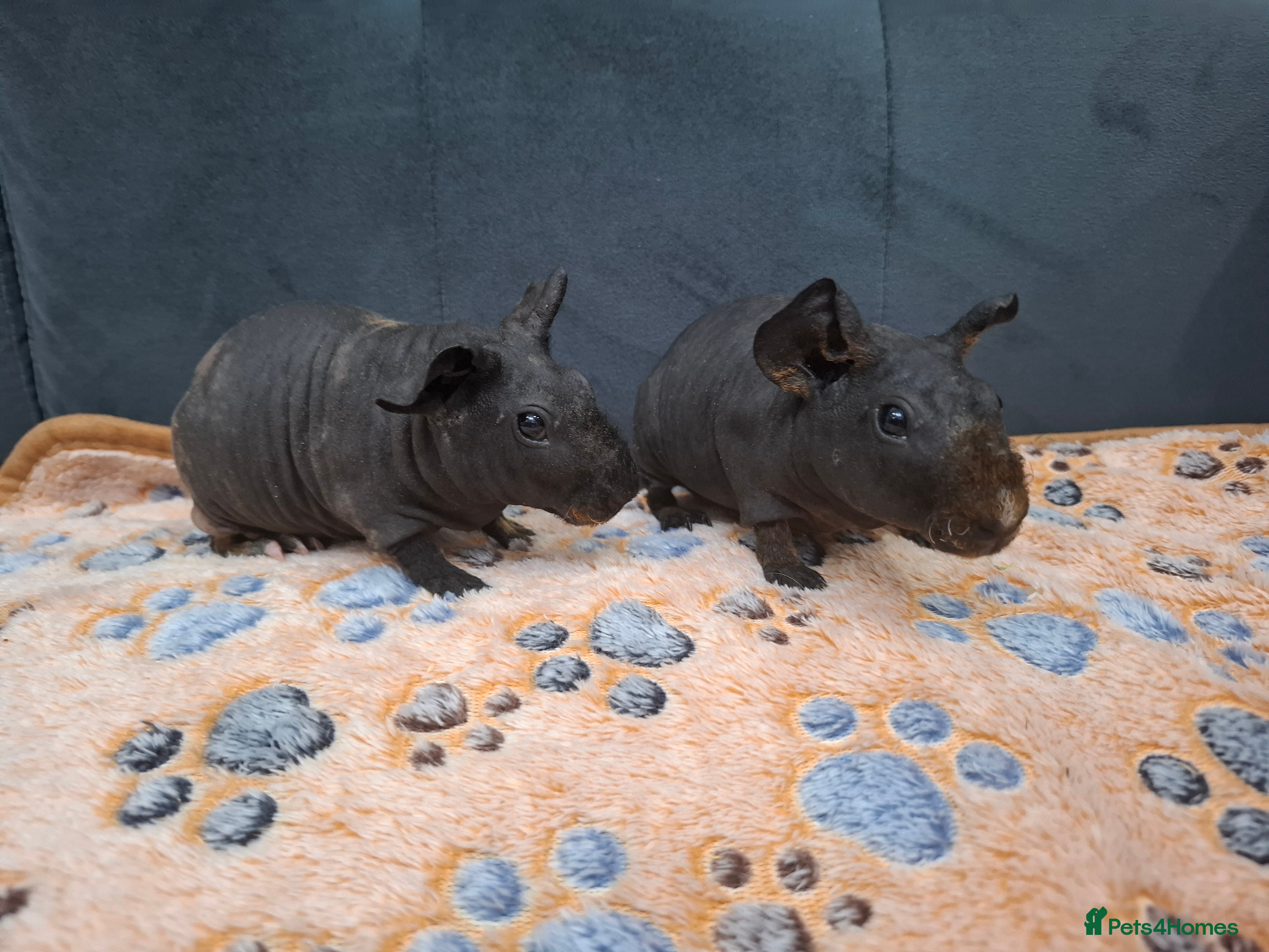 Guinea Pig rodents Adorable skinny boars - Advert 4