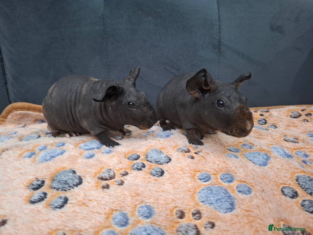 Guinea Pig rodents for sale: Adorable skinny boars - Advert 1