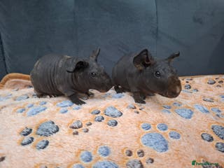 Guinea Pig rodents Adorable skinny boars - Advert 2