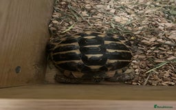 Hermann Tortoise reptiles for sale: 8 Year Old Male Hermann Tortoise - Image 2