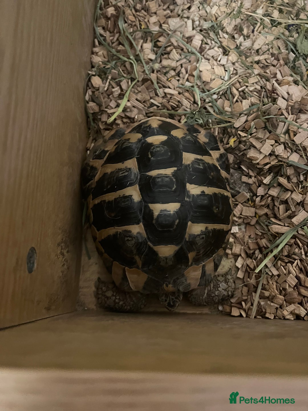 Hermann Tortoise reptiles for sale: 8 Year Old Male Hermann Tortoise - Image 2