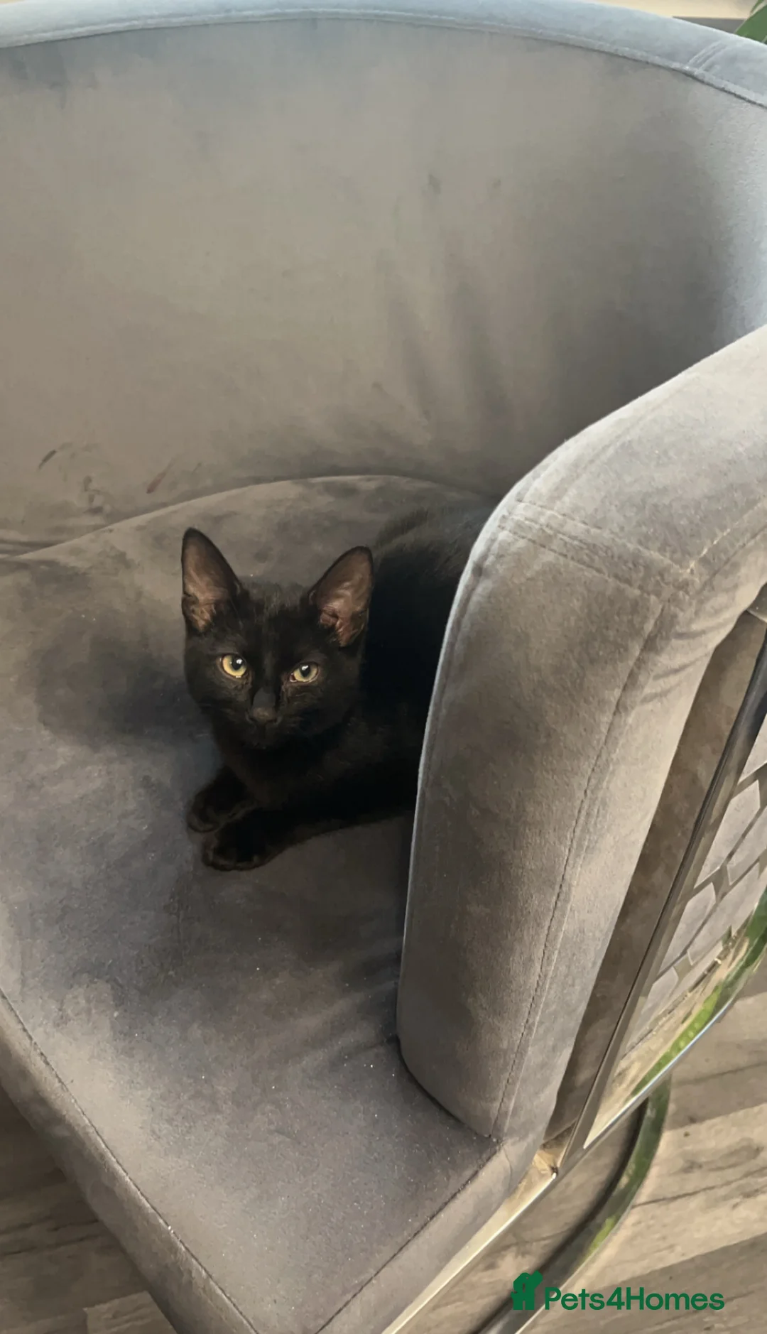 Mixed Breed cats for sale: beautiful kittens carrying british shorthair gene - Advert 2